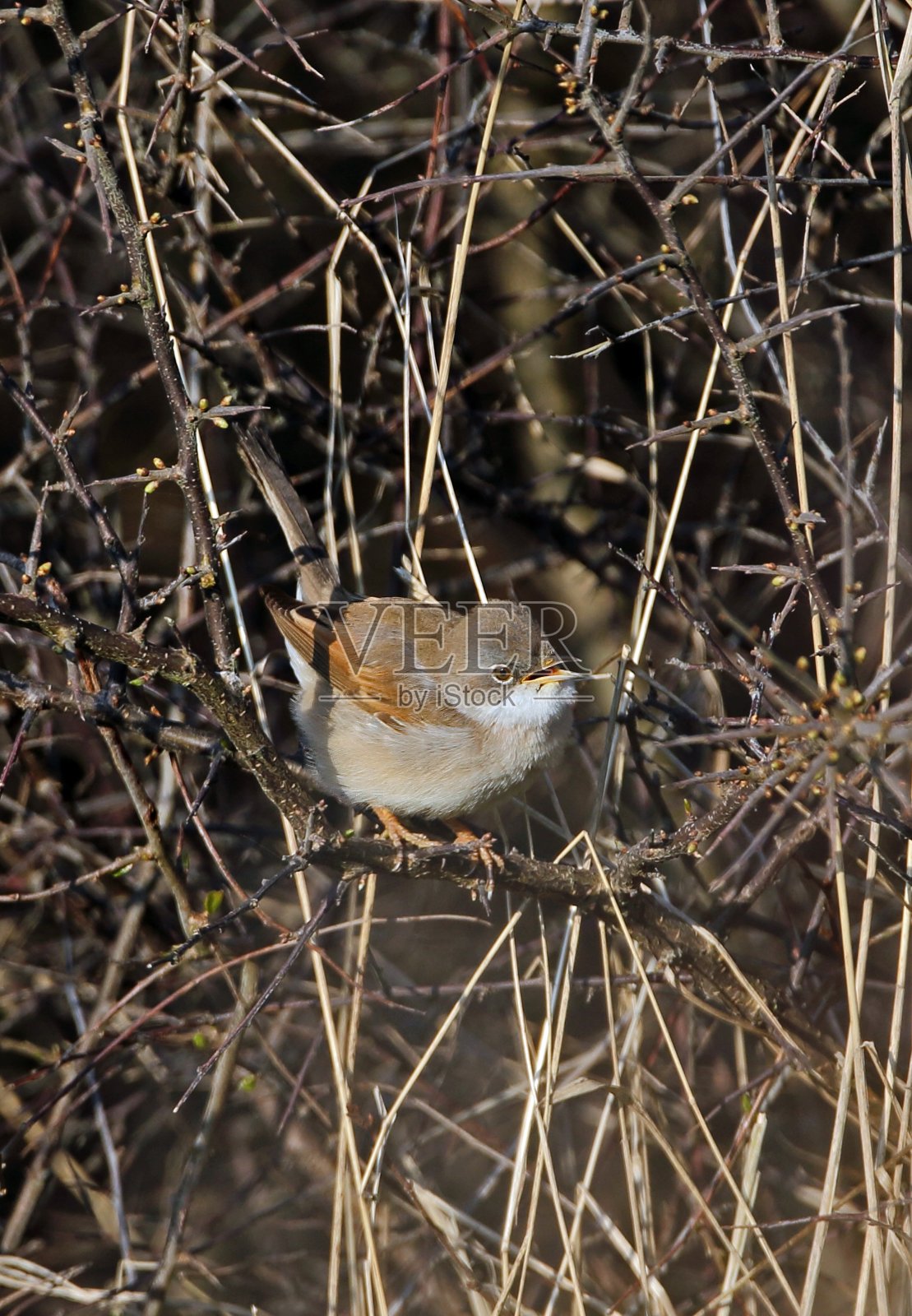 普通白喉林莺照片摄影图片
