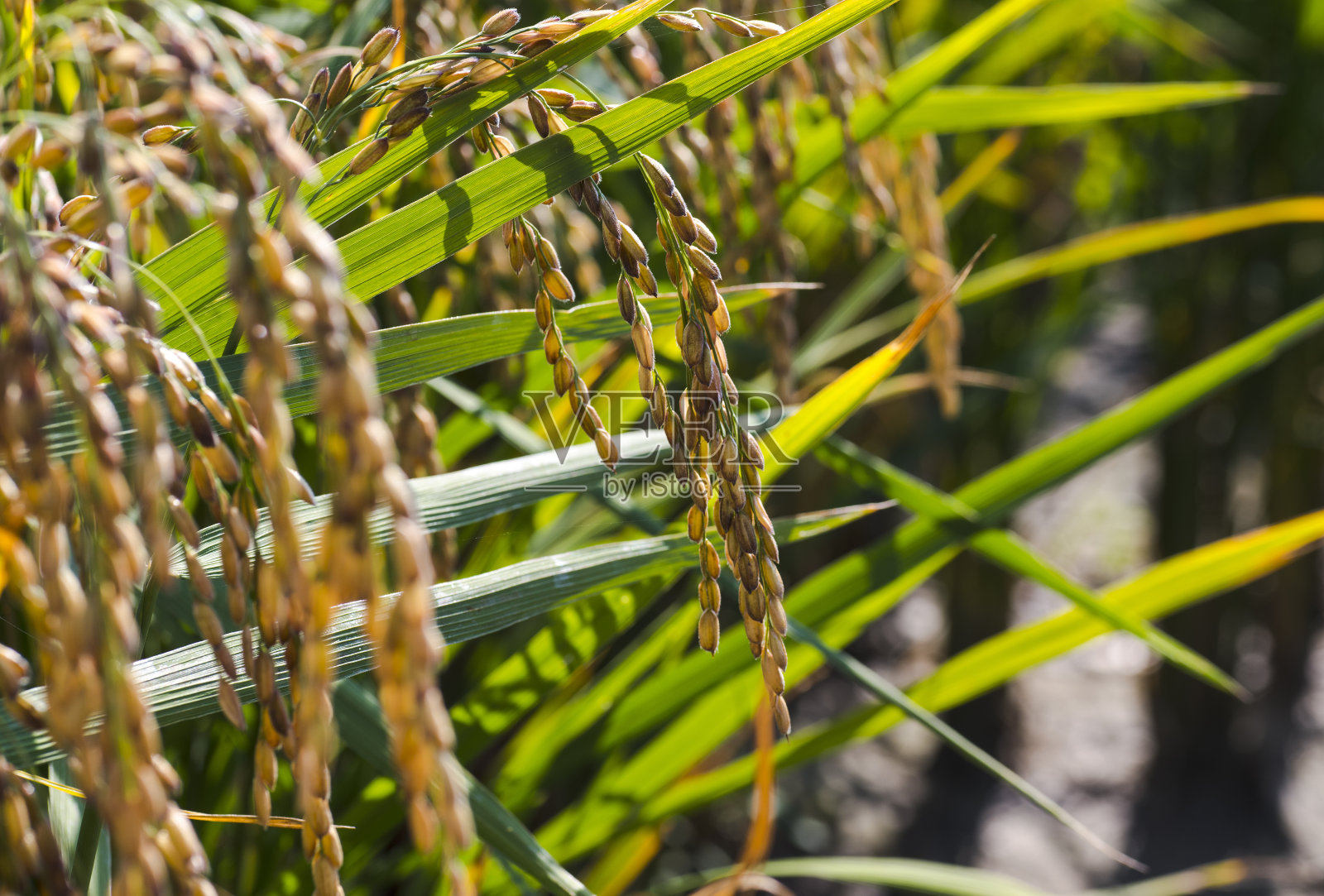 田野上成熟的稻子。水稻种植照片摄影图片