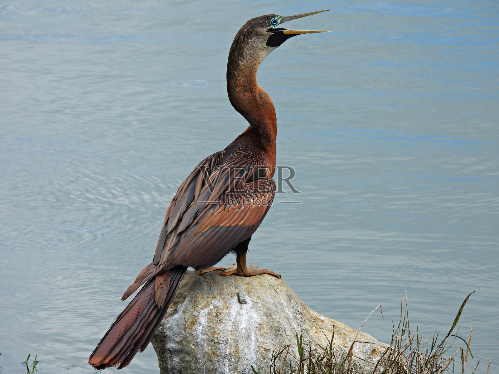 安欣加(安欣加安欣加)-在湖前的岩石上休息照片摄影图片