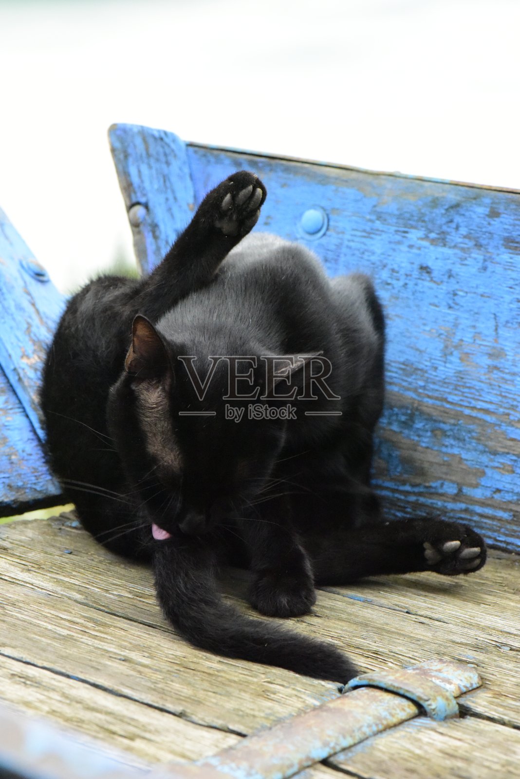 猫的照片照片摄影图片