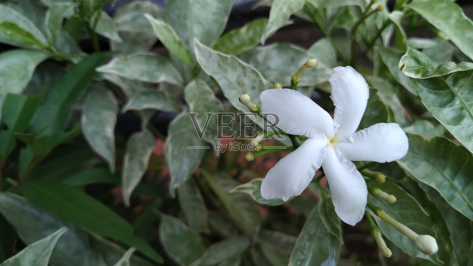 Mondokaki照片摄影图片