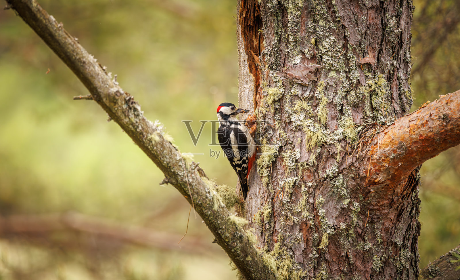大斑点啄木鸟在树上寻找食物。大斑点啄木鸟(Dendrocopos major)是一种中等大小的啄木鸟，有黑白相间的羽毛，下腹有一块红色的斑块照片摄影图片