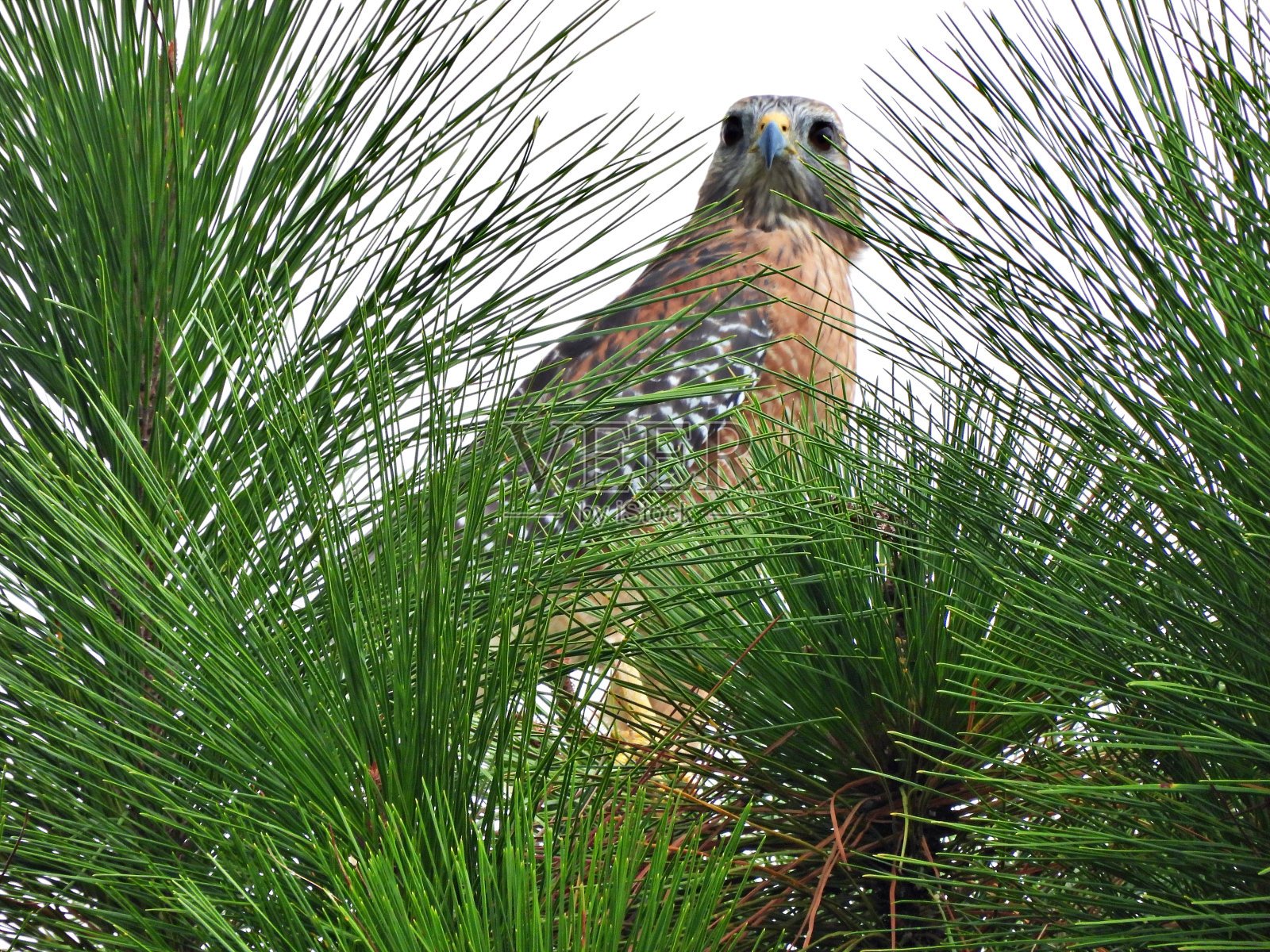 红肩鹰(Buteo lineatus) -栖息在松树上照片摄影图片