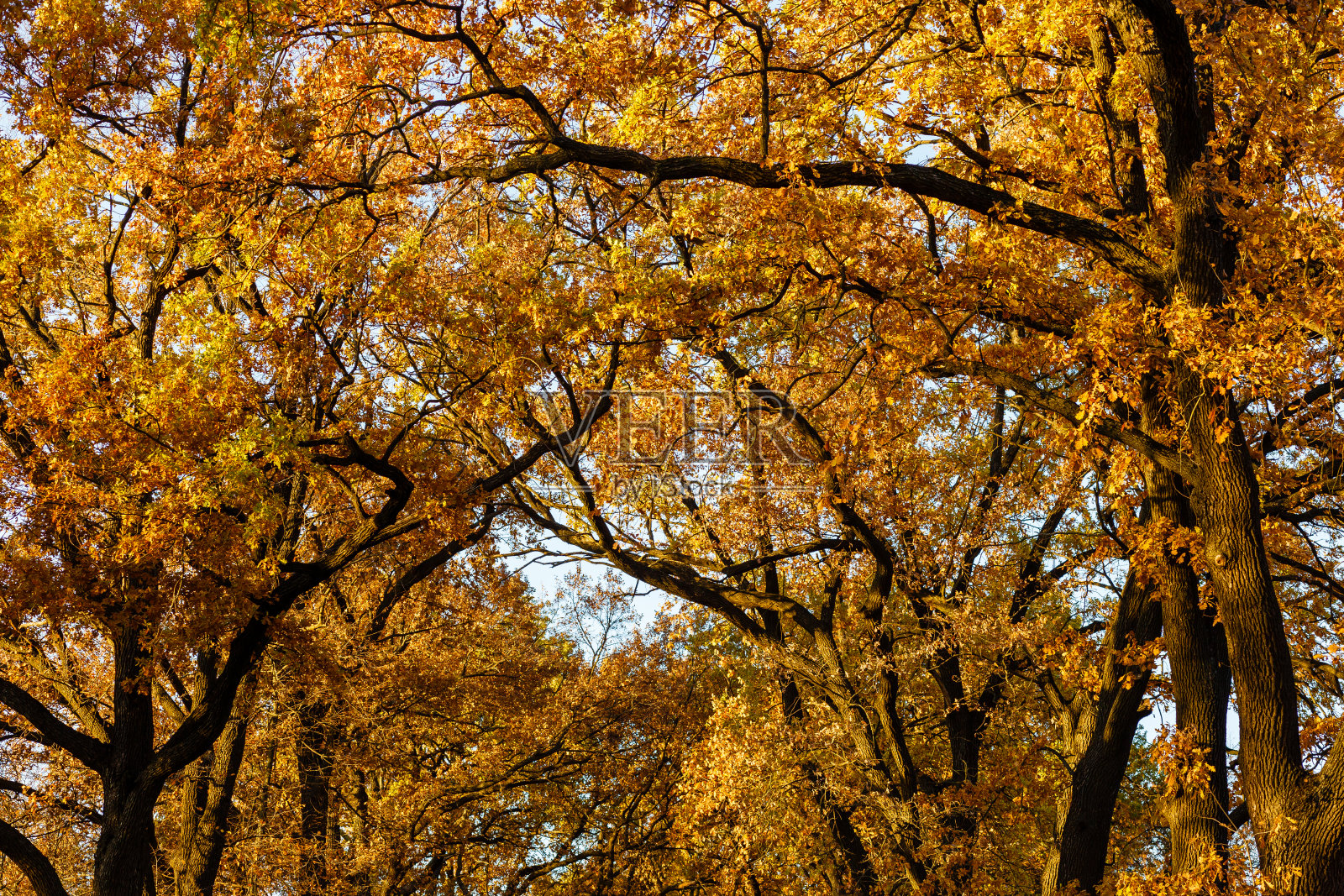 秋天森林里的树梢。有橙色秋叶的橡树。阳光照耀下，橡树枝上的秋叶照片摄影图片