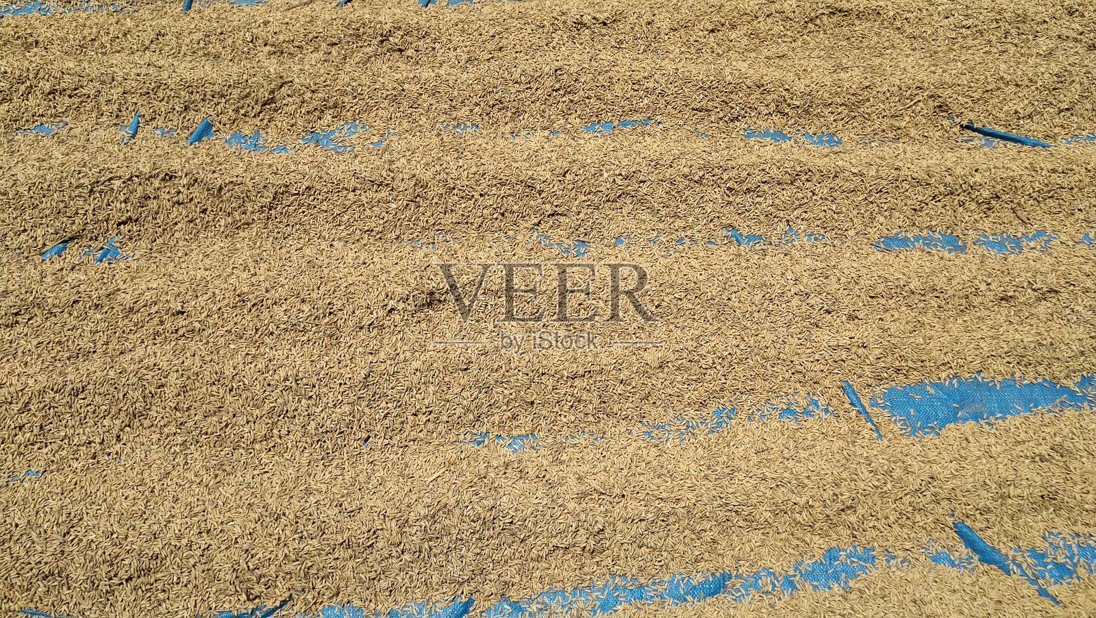 帕迪照片摄影图片