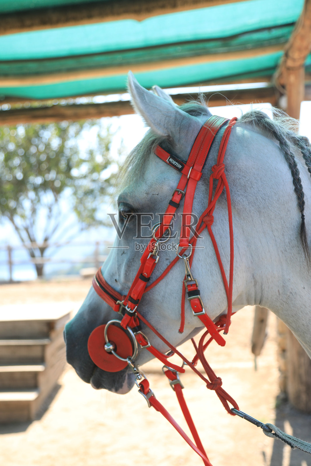 白色阿拉伯马的照片照片摄影图片