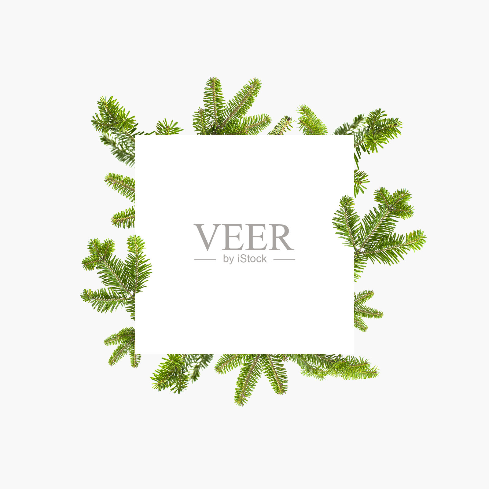 新鲜的绿色云杉树枝，灰色背景上的白色空白方形纸张。杉树模型，圣诞节或新年装饰。天然云杉，枝上有针。冬天，节日贺卡照片摄影图片