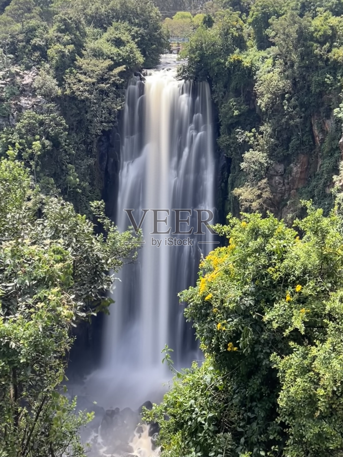 野生动物园肯尼亚非洲摄影照片摄影图片