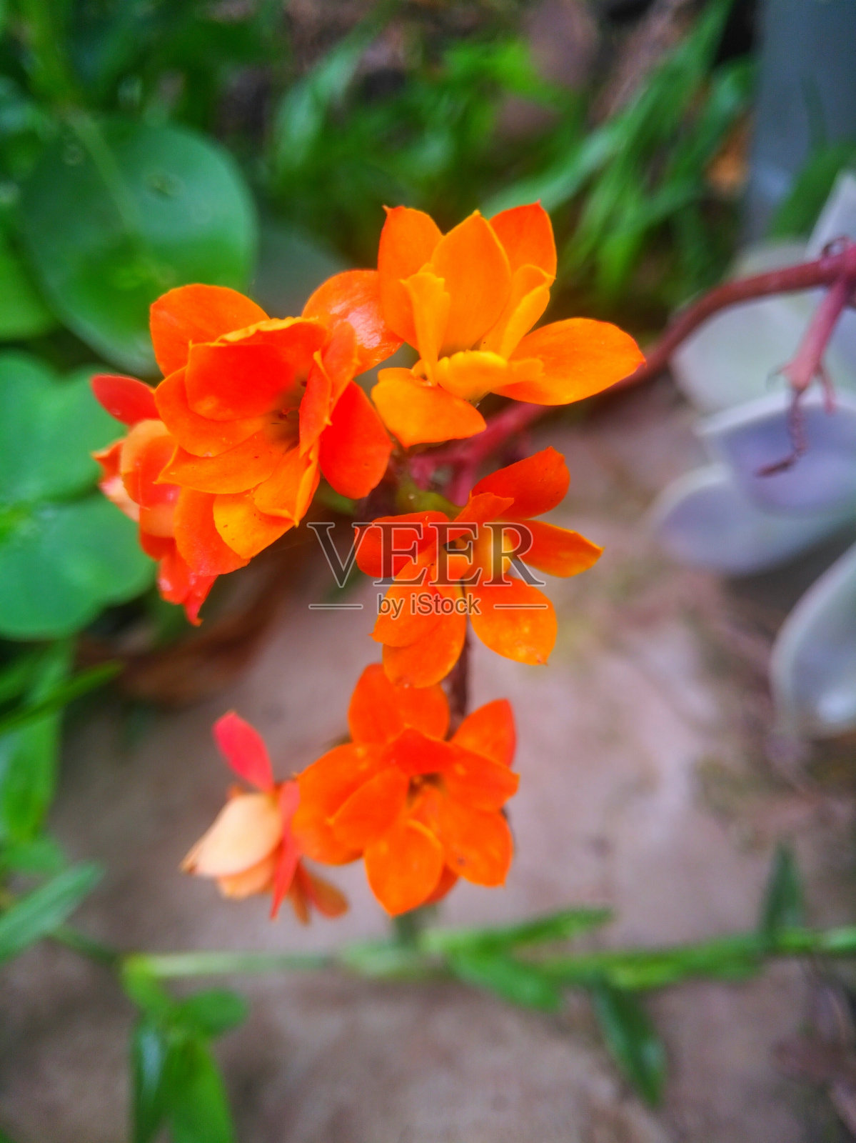 自然13照片摄影图片