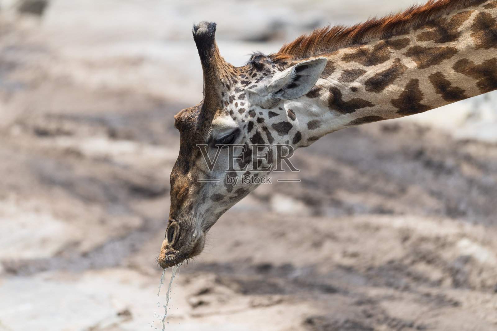 非洲的长颈鹿照片摄影图片