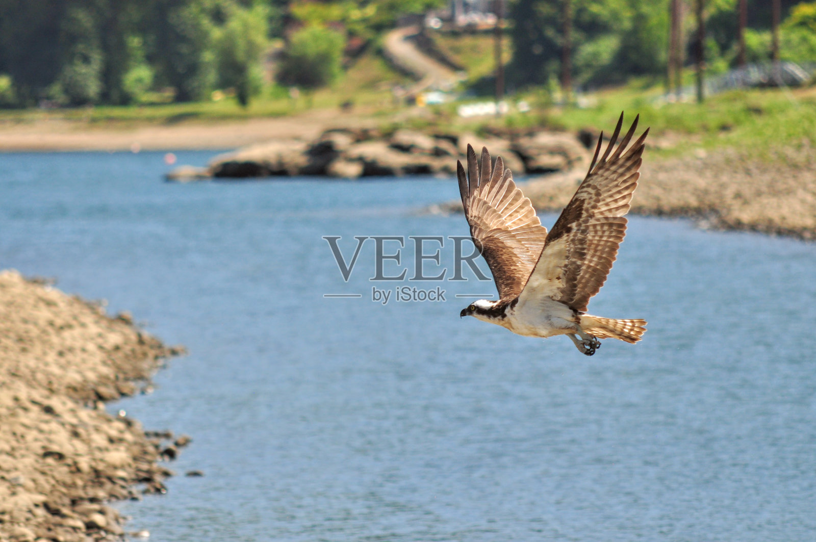 鱼鹰飞机照片摄影图片