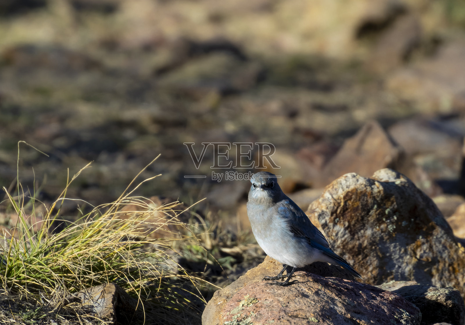 山蓝知更鸟照片摄影图片