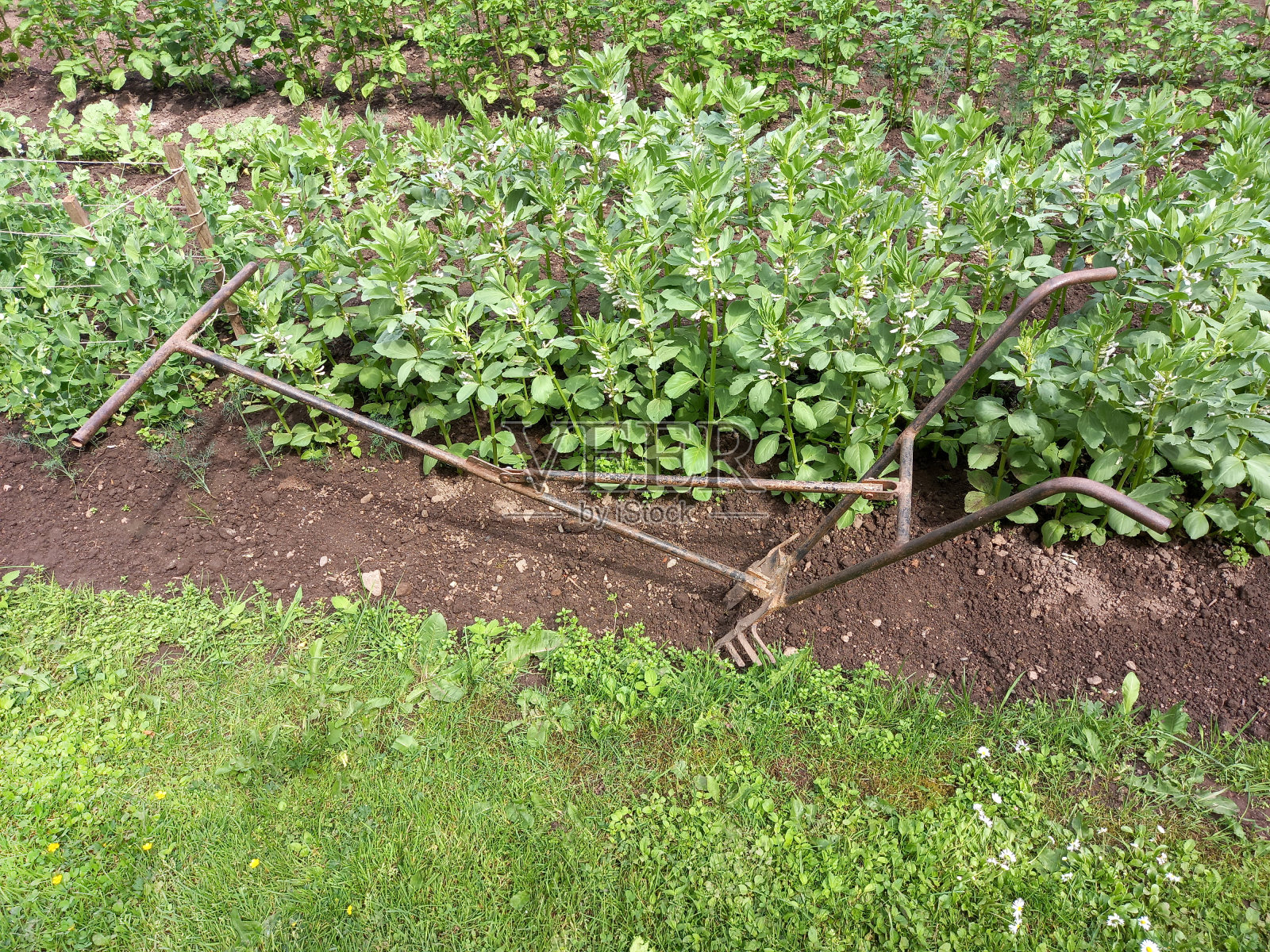 田地里种着马铃薯和犁照片摄影图片