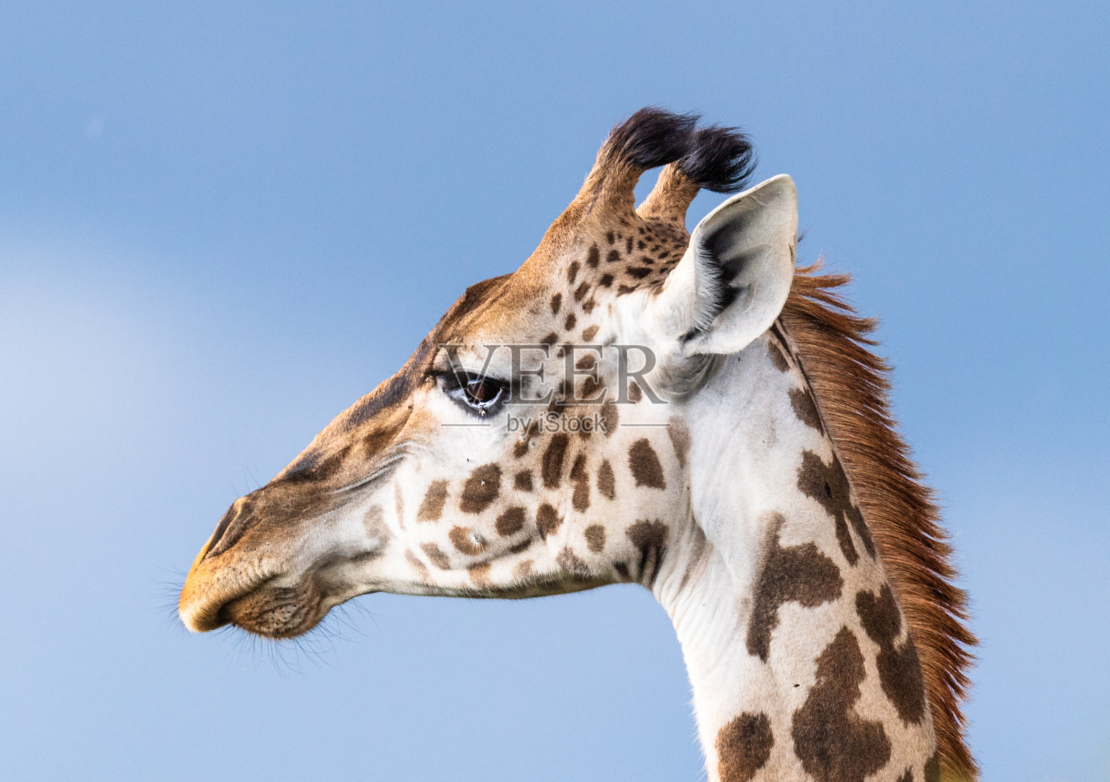 非洲的长颈鹿照片摄影图片