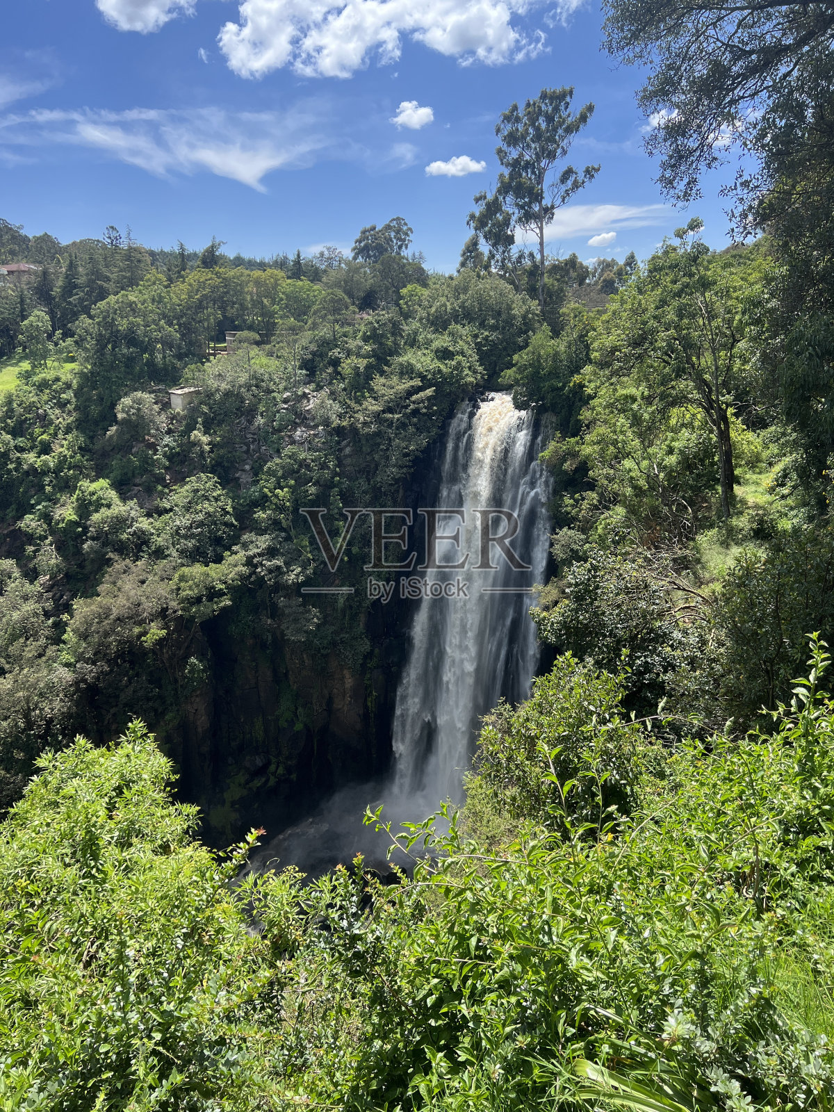 野生动物园肯尼亚非洲摄影照片摄影图片