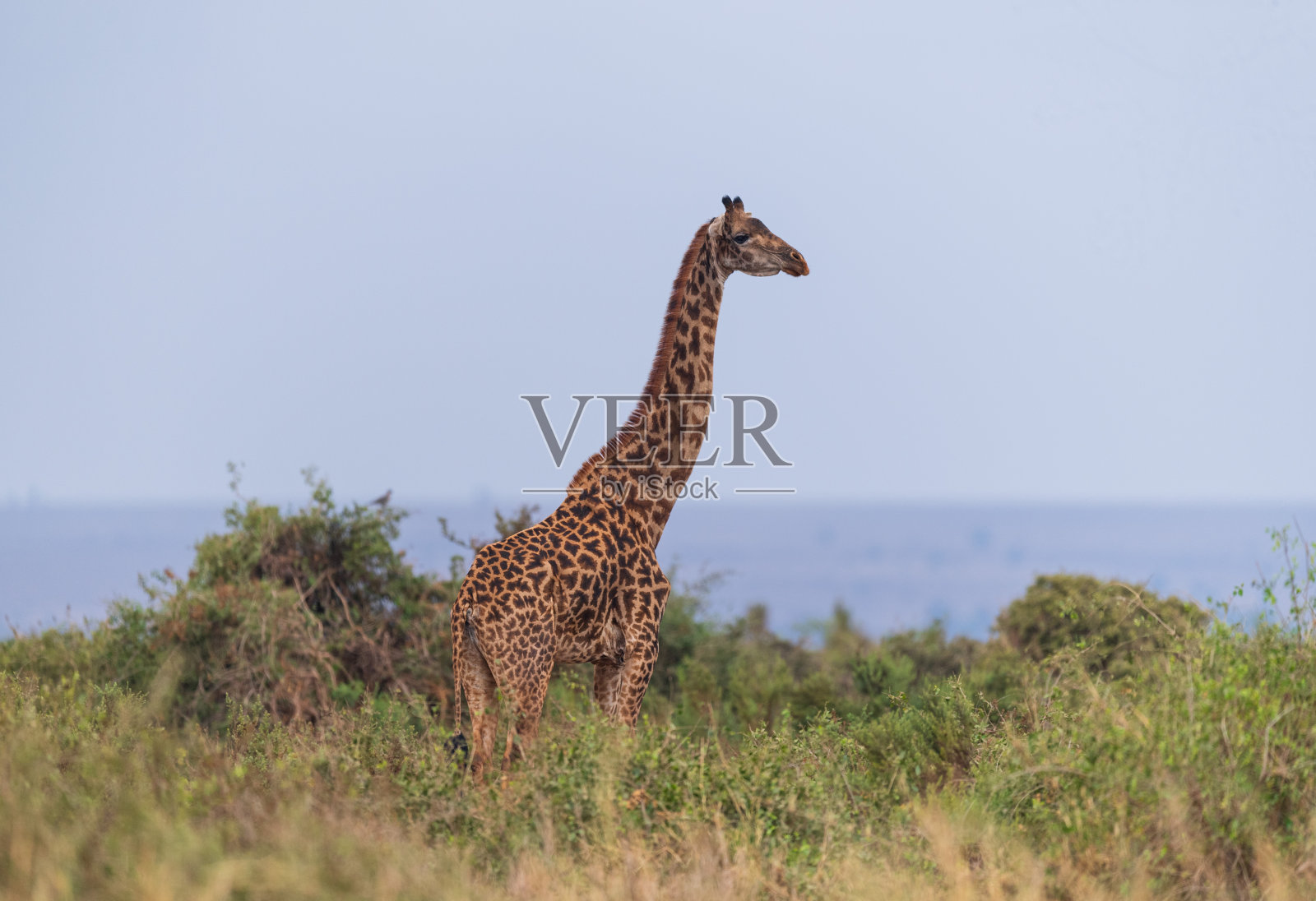 非洲的长颈鹿照片摄影图片
