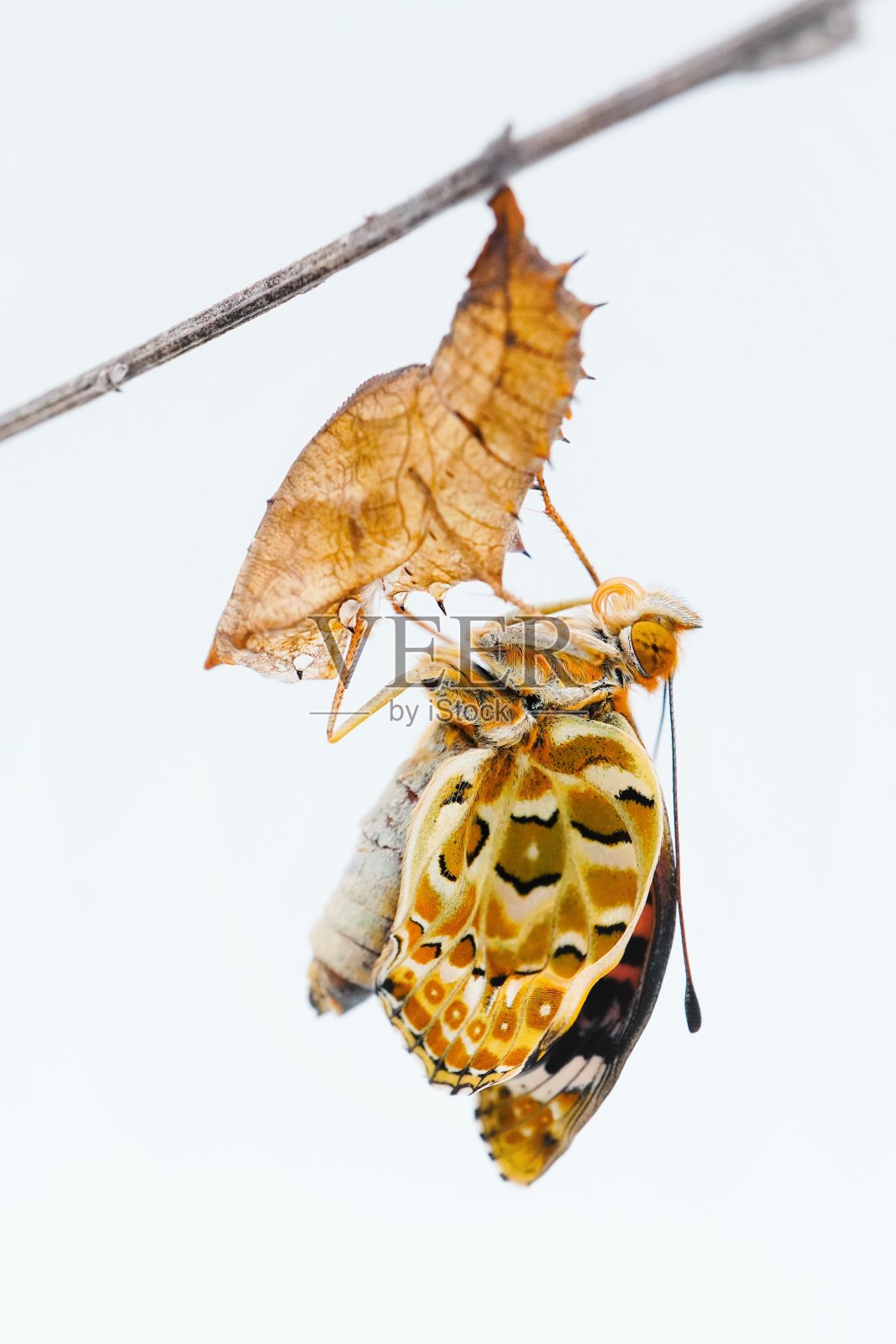 一只孤独的印度贝母蝴蝶在一个空蛹上晒它皱巴巴的翅膀，蛹附着在一根枯枝上，白色的背景，垂直。照片摄影图片