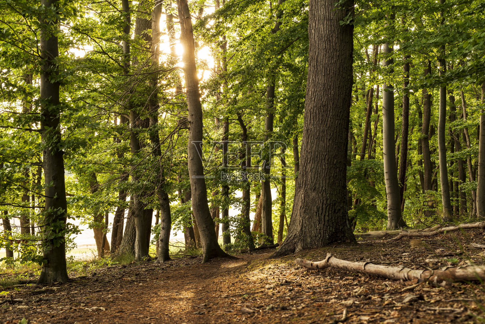 森林里的暮色照片摄影图片
