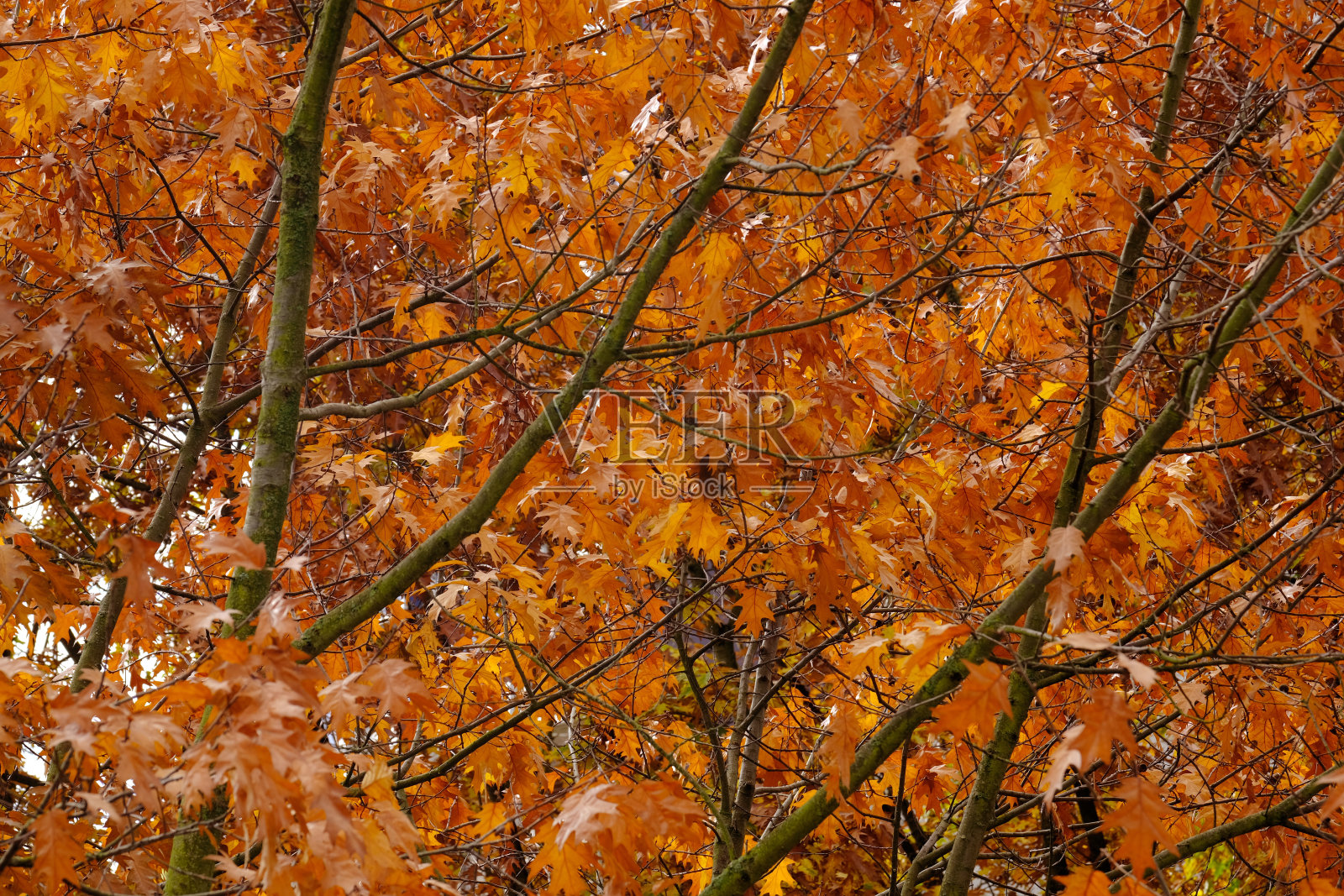 橙色、黄色、金色的橡树叶子，随风飘动，树叶脱离树枝，飘落，秋天的季节，好天气，自然，环保的概念，为设计师锦旗照片摄影图片