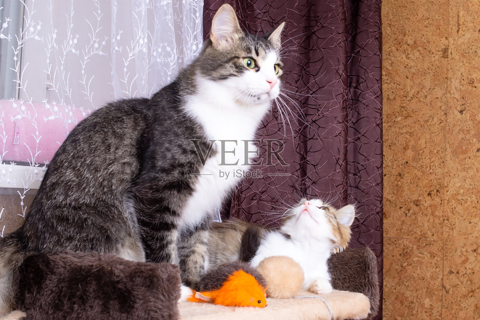 猫妈妈在家里亲吻小猫，宠物照片摄影图片