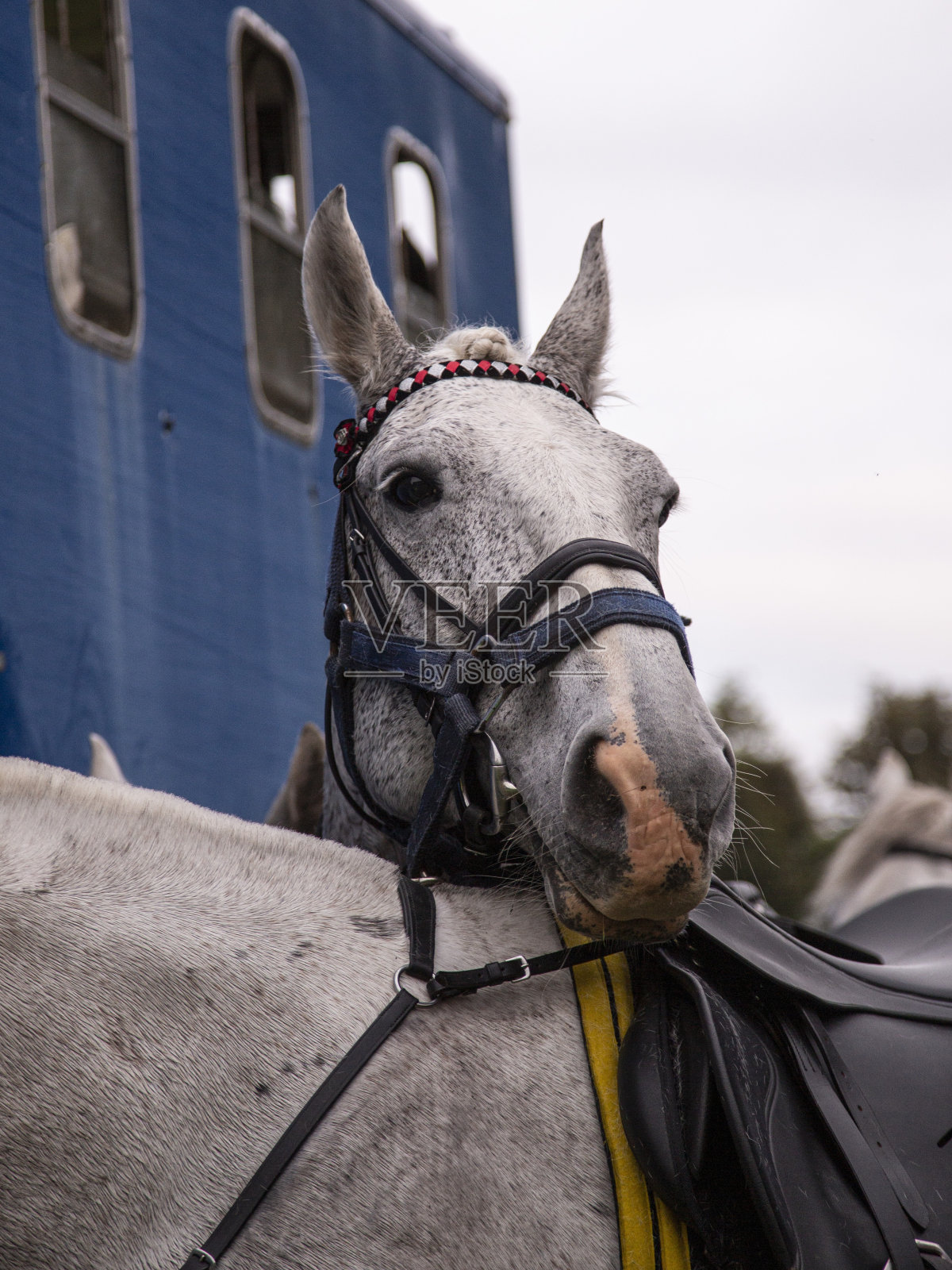 灰与白照片轰炸Mare。照片摄影图片