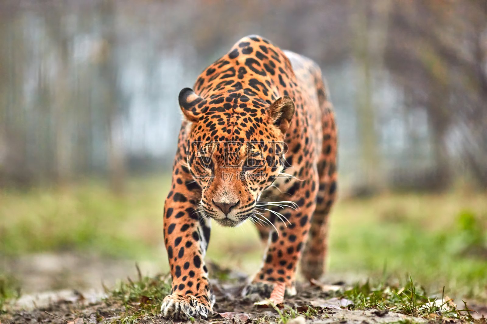 丛林里的美洲虎。自然栖息地的美洲虎照片摄影图片