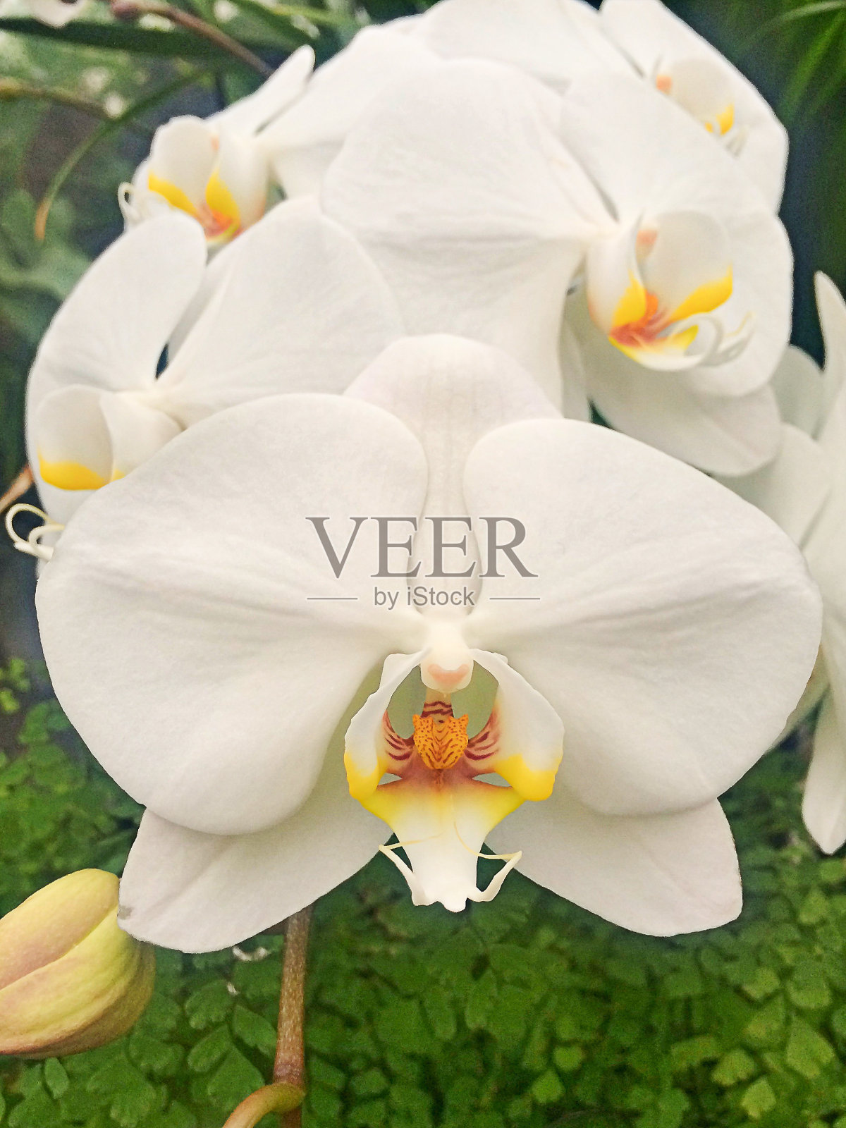 一群白色兰花，特写照片摄影图片