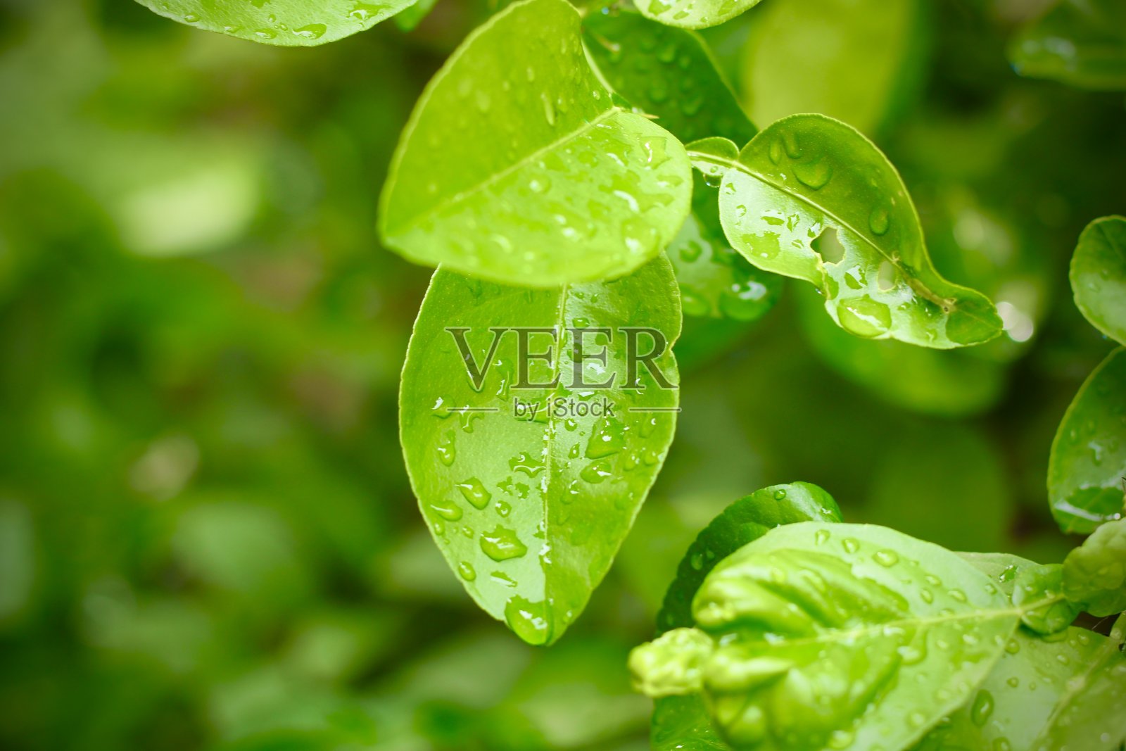 柠檬树叶上的水滴特写照片摄影图片