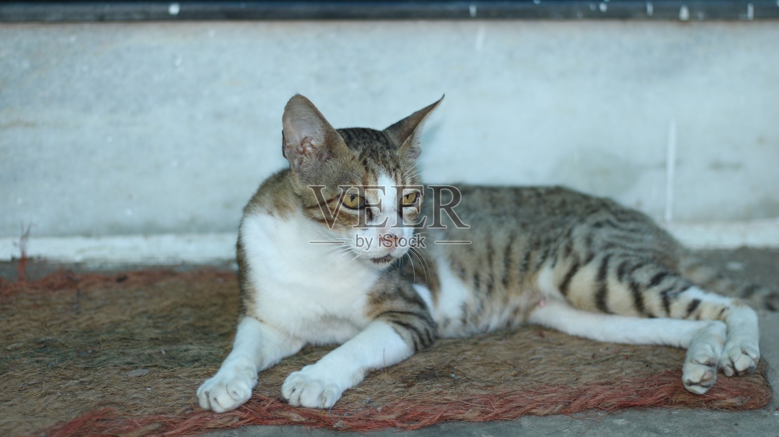 印度猫特写肖像。黑白相间的印度猫，有着美丽的绿眼睛照片摄影图片