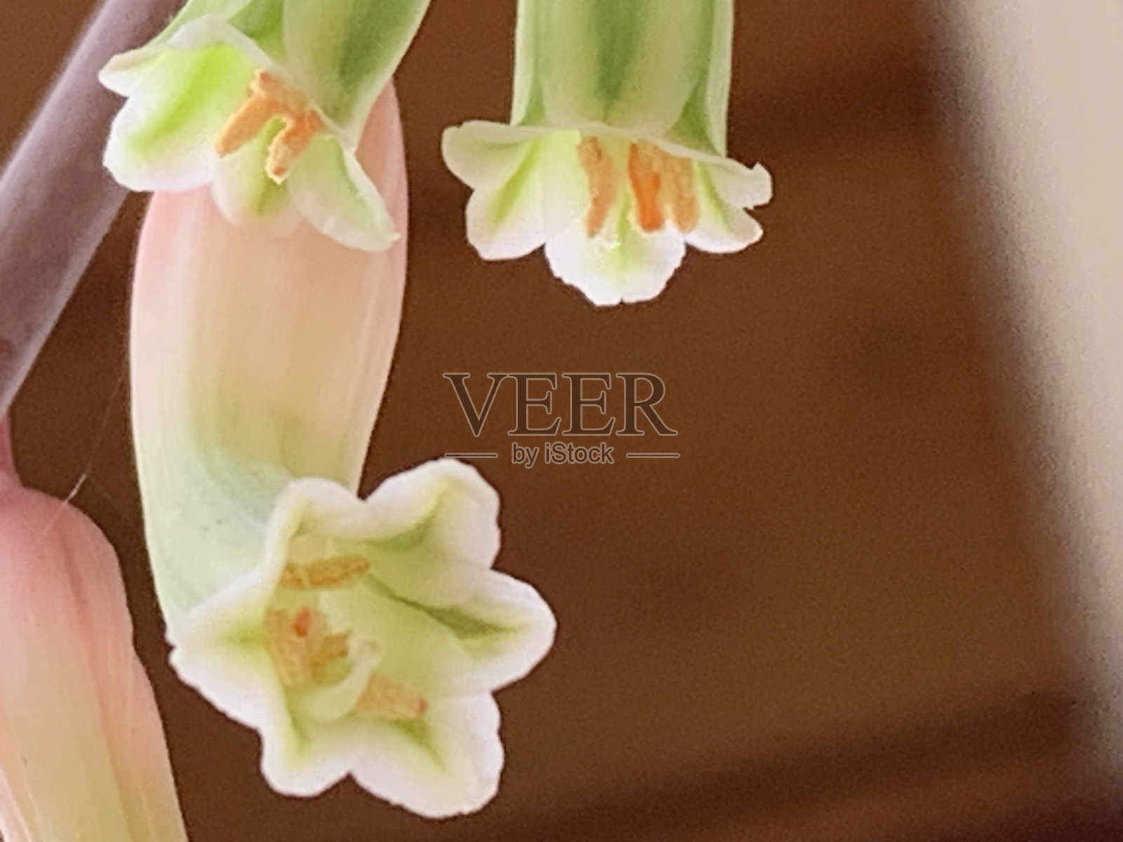 盛开的多汁照片摄影图片