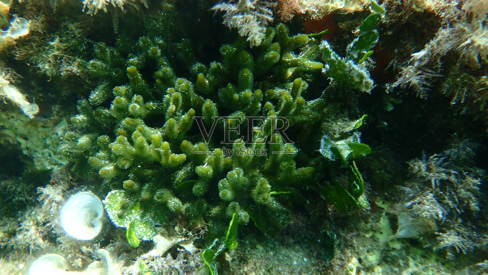 绿藻绿指海或海绵海藻(Codium fragile)海底，爱琴海照片摄影图片