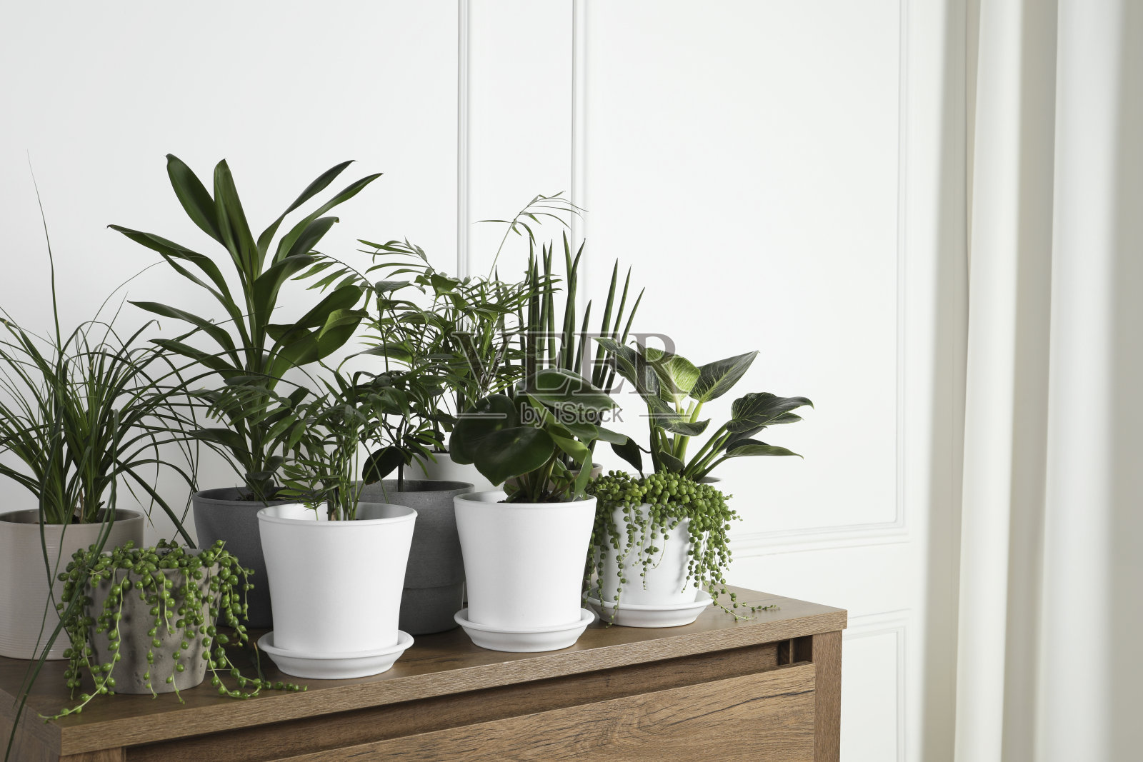 室内木桌上摆放着许多美丽的绿色盆栽植物，为文字提供了空间照片摄影图片