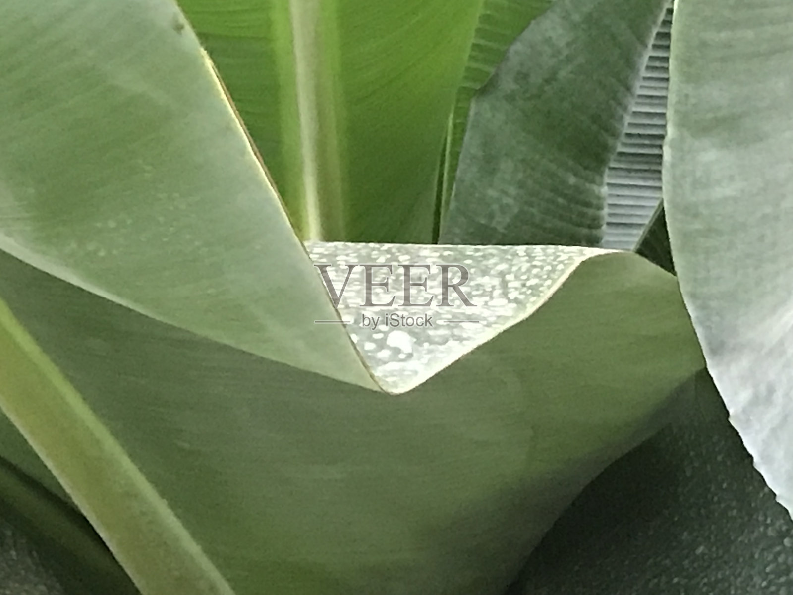 植物绿叶照片摄影图片