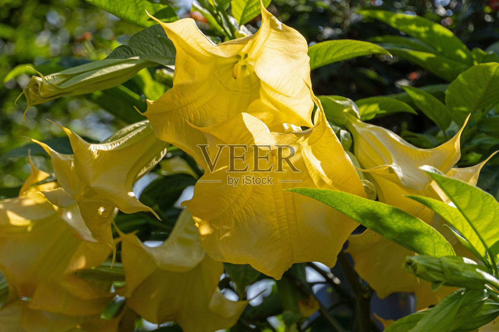 开花的天使喇叭植物照片摄影图片