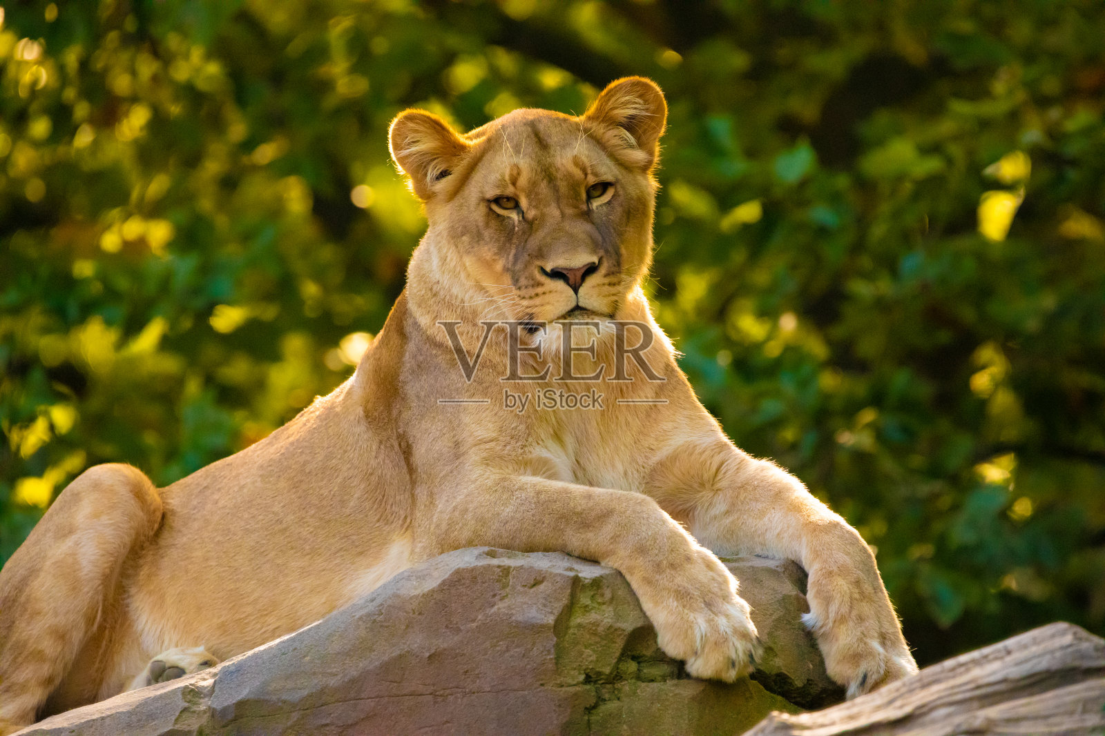 在动物园里玩耍的成年狮子照片摄影图片