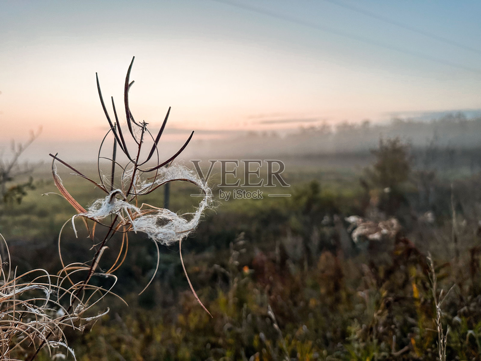 曼尼托巴大草原，草地，九月照片摄影图片