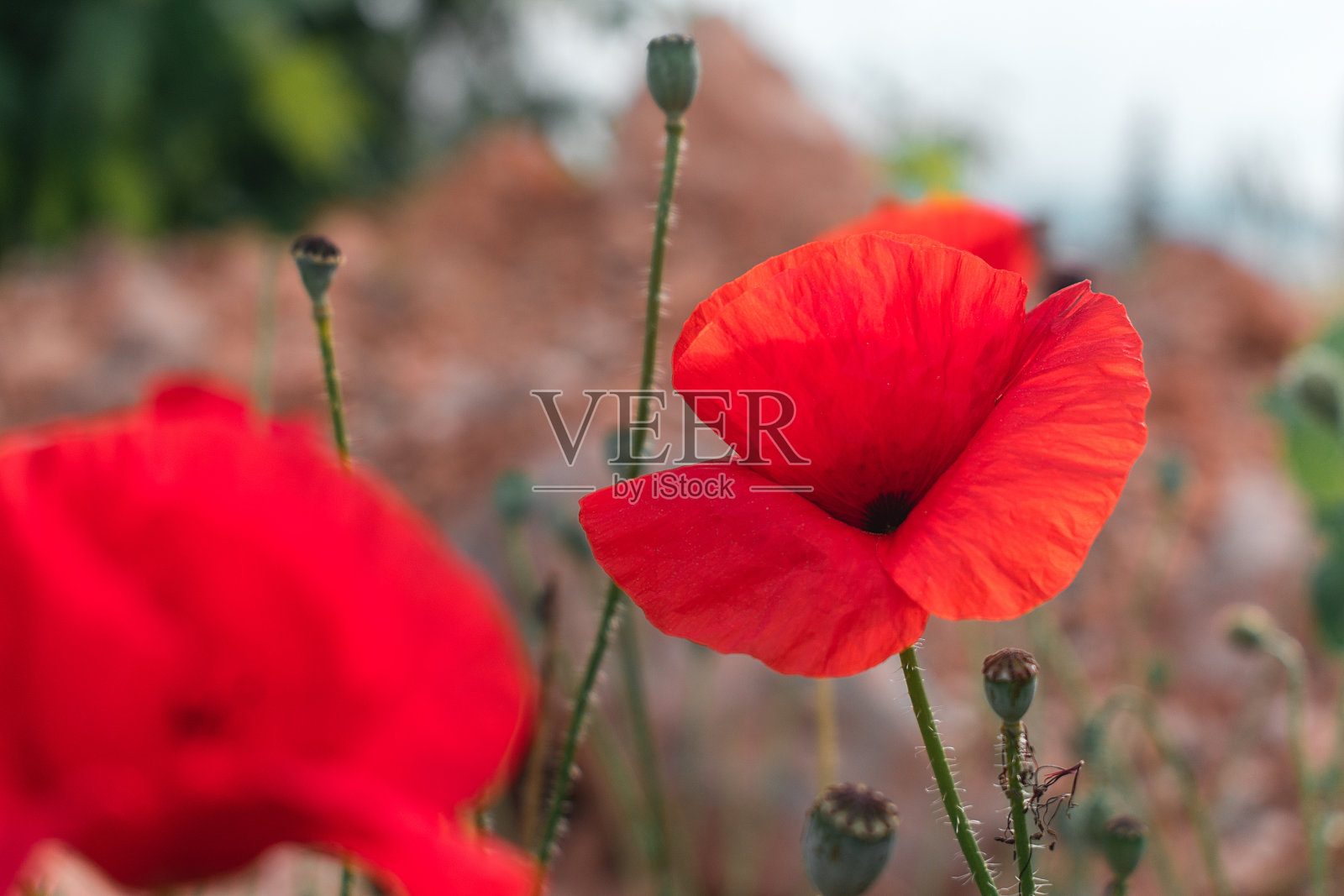 生长在岩石土壤上的红色罂粟。阵亡将士纪念日。照片摄影图片