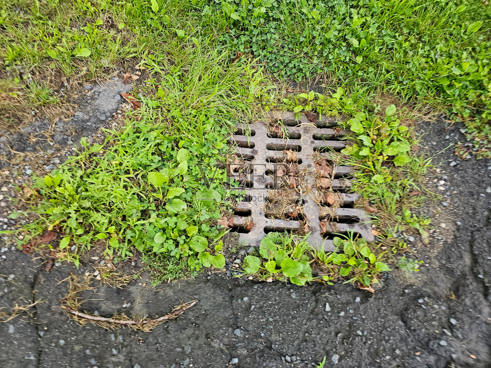 被草覆盖的下水道照片摄影图片