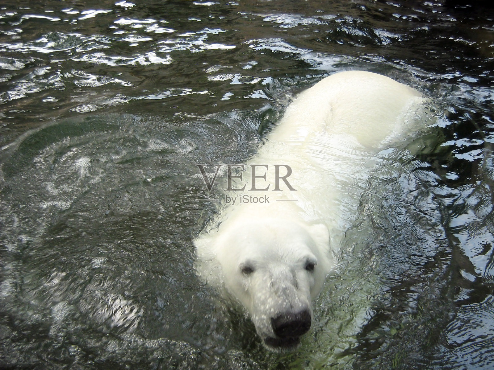一只北极熊在水里游泳。从上面看照片摄影图片