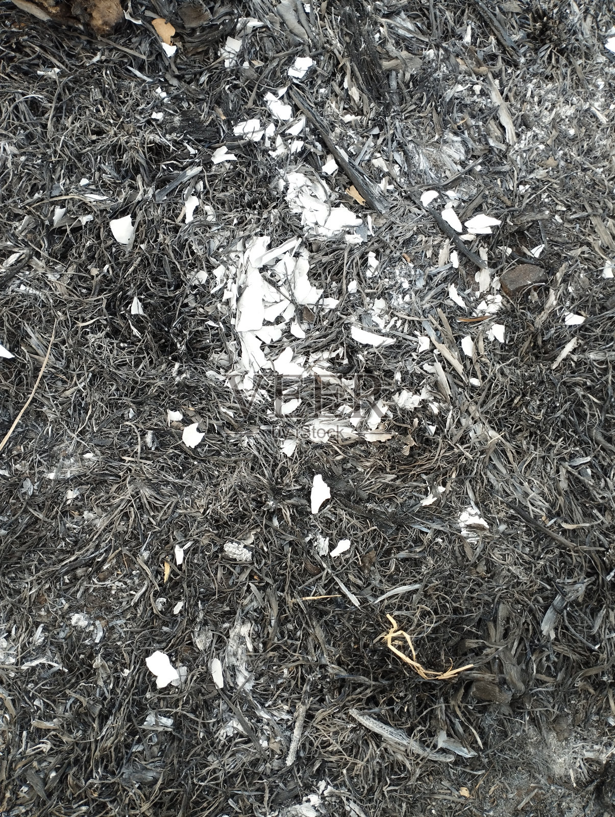 燃烧的稻田照片摄影图片