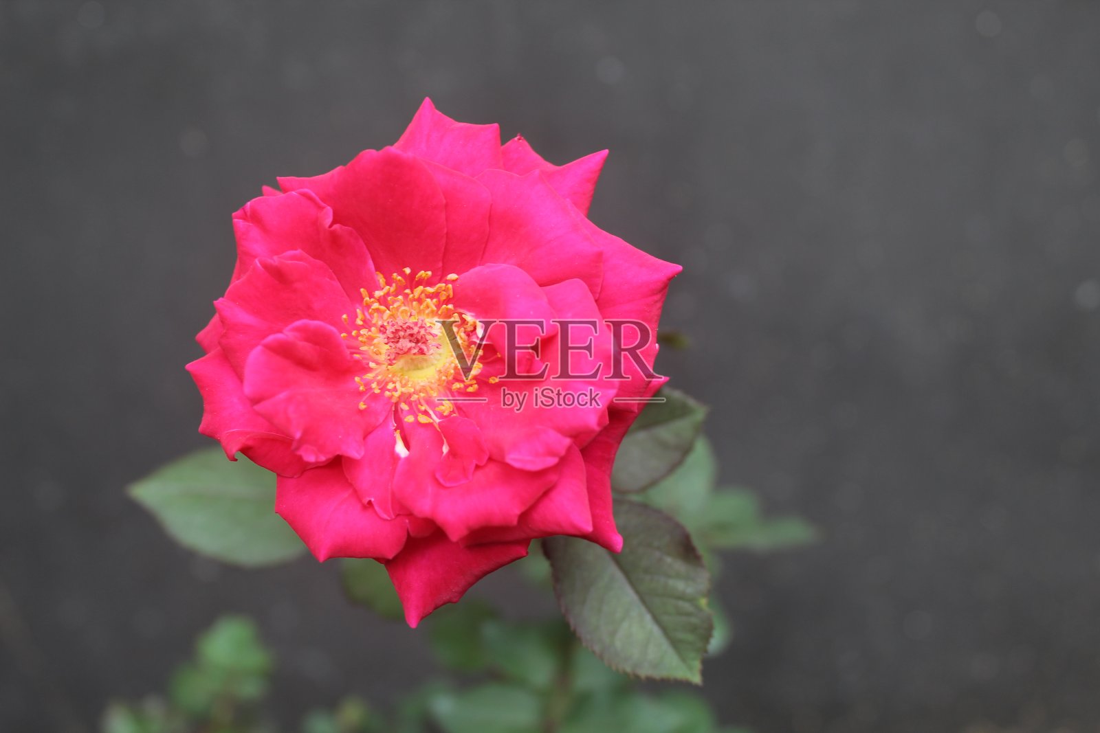 一朵红玫瑰照片摄影图片