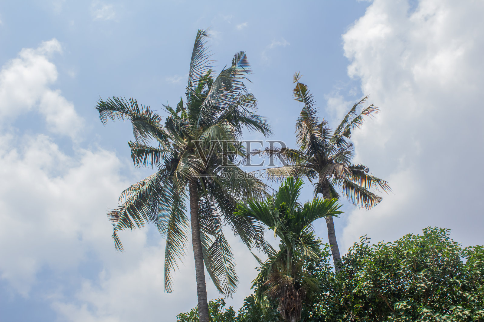 这两棵棕榈树上有椰子照片摄影图片