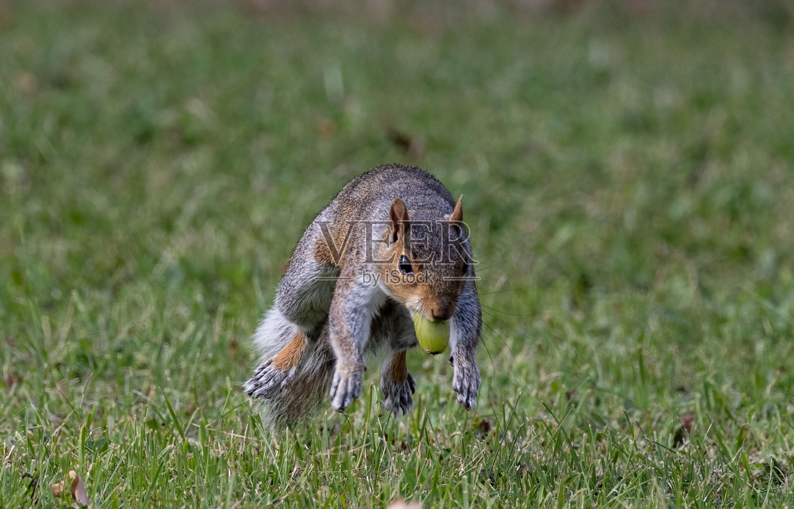 欢快的灰松鼠栖息在郁郁葱葱的绿草地上照片摄影图片