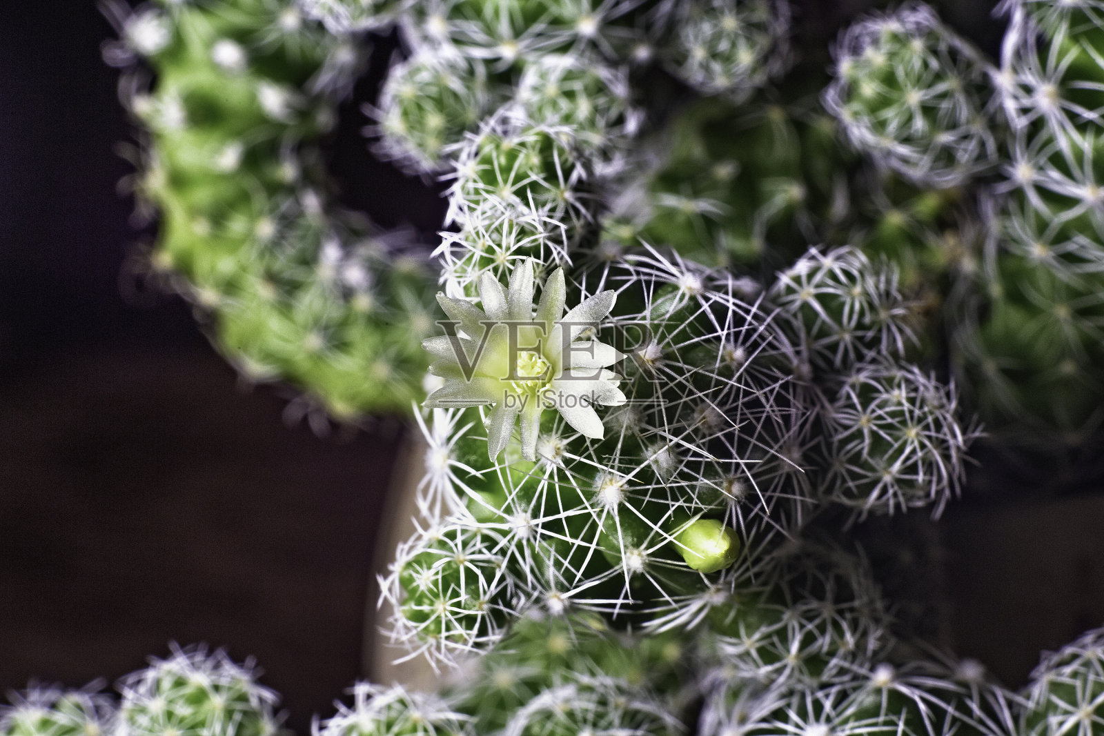 观赏盛开的仙人掌。照片摄影图片