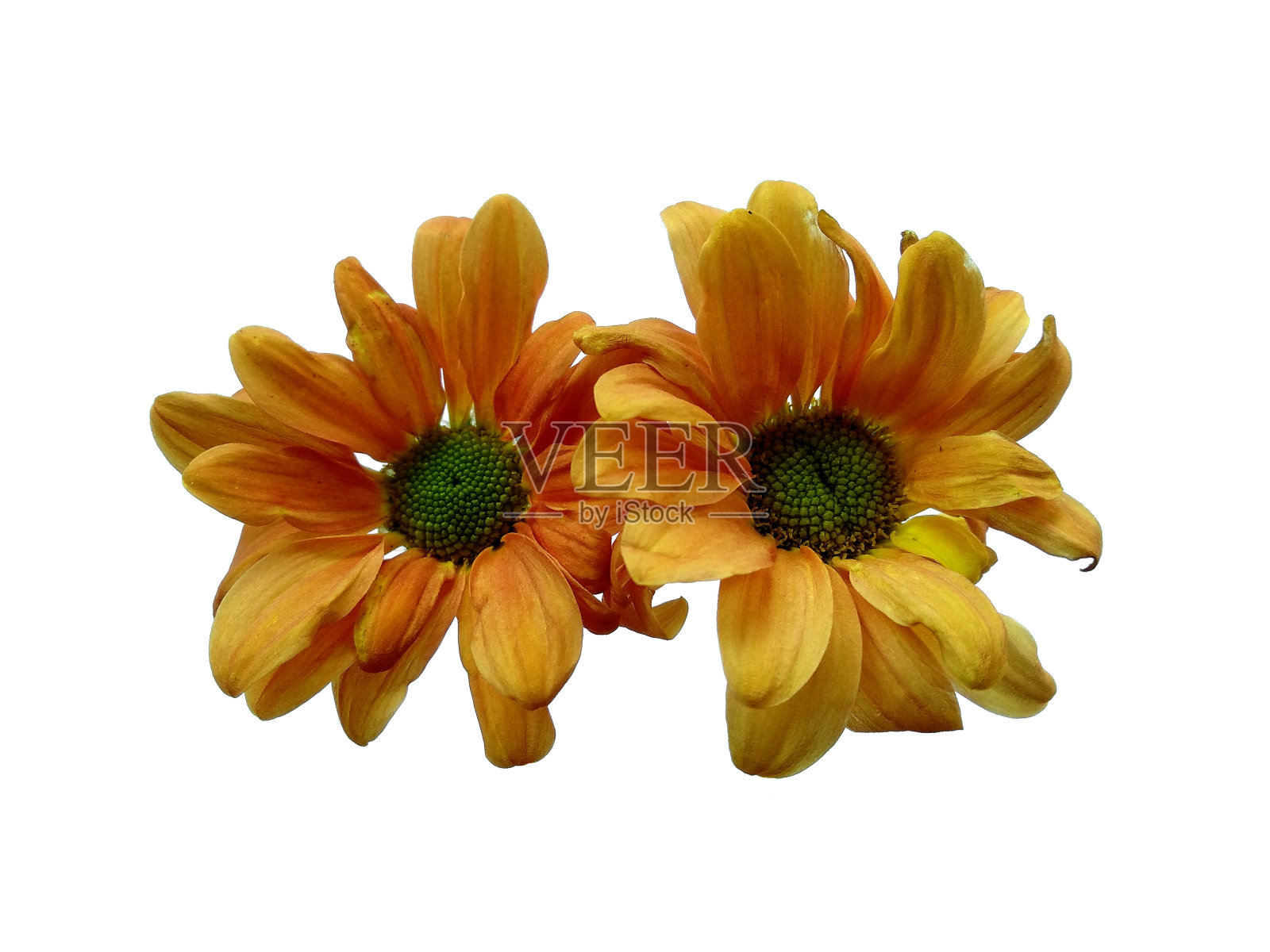 白色背景上孤立的Seruni或Chrysanthemum花。非洲菊或大丽花用于花架或其他装饰照片摄影图片