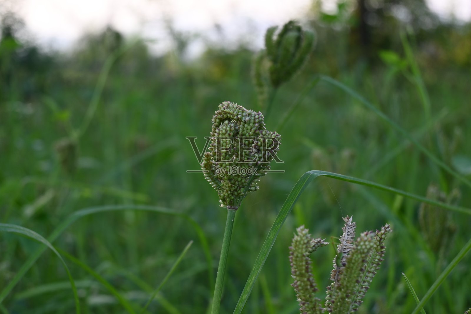 菖蒲属或黍属植物。照片摄影图片