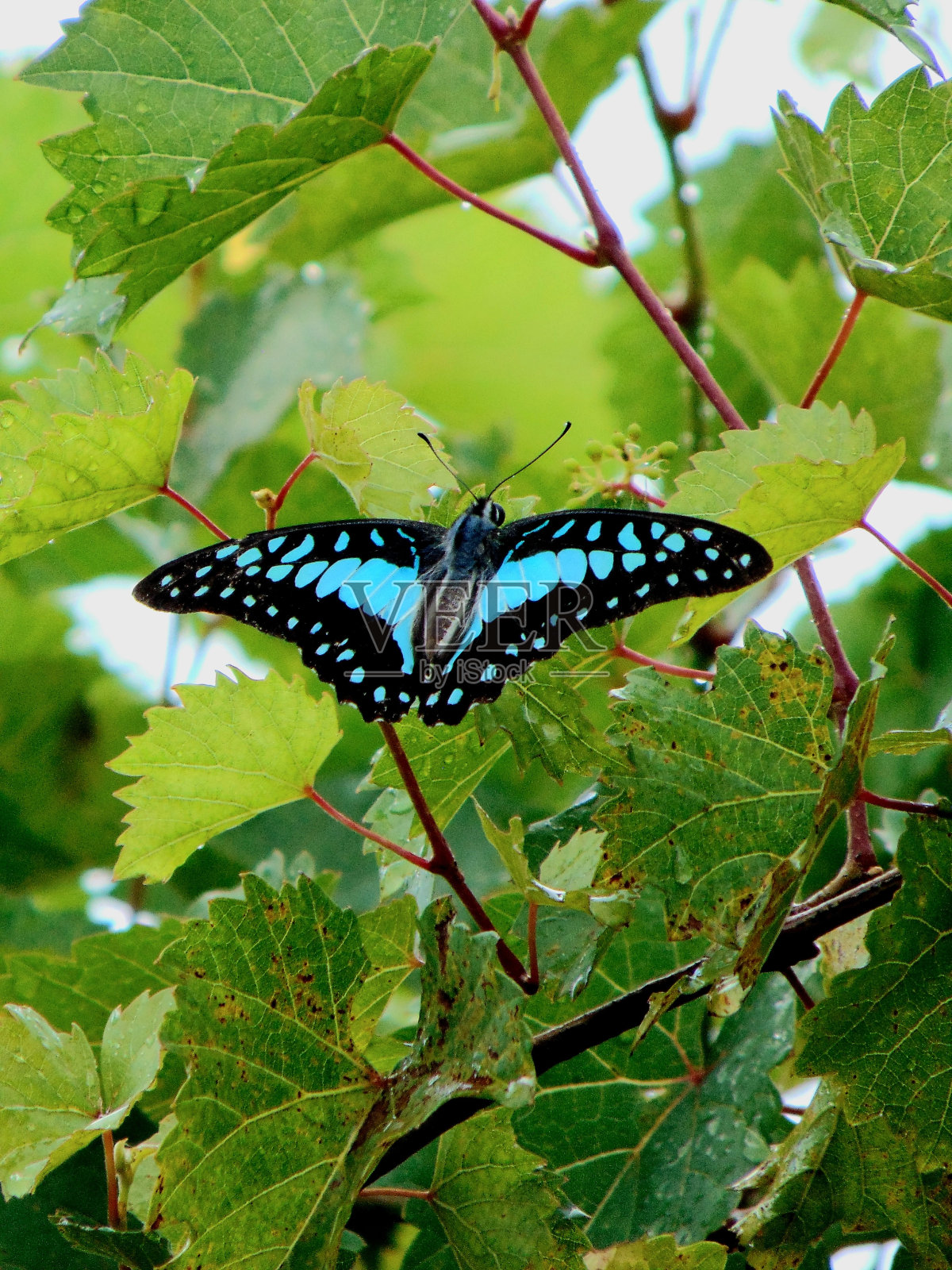 一只普通的松鸦蝴蝶，在葡萄树的叶子上照片摄影图片