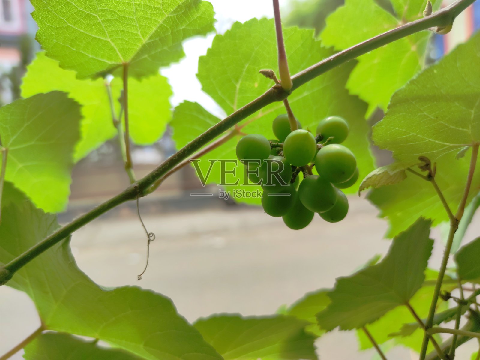 院子里长着绿葡萄照片摄影图片
