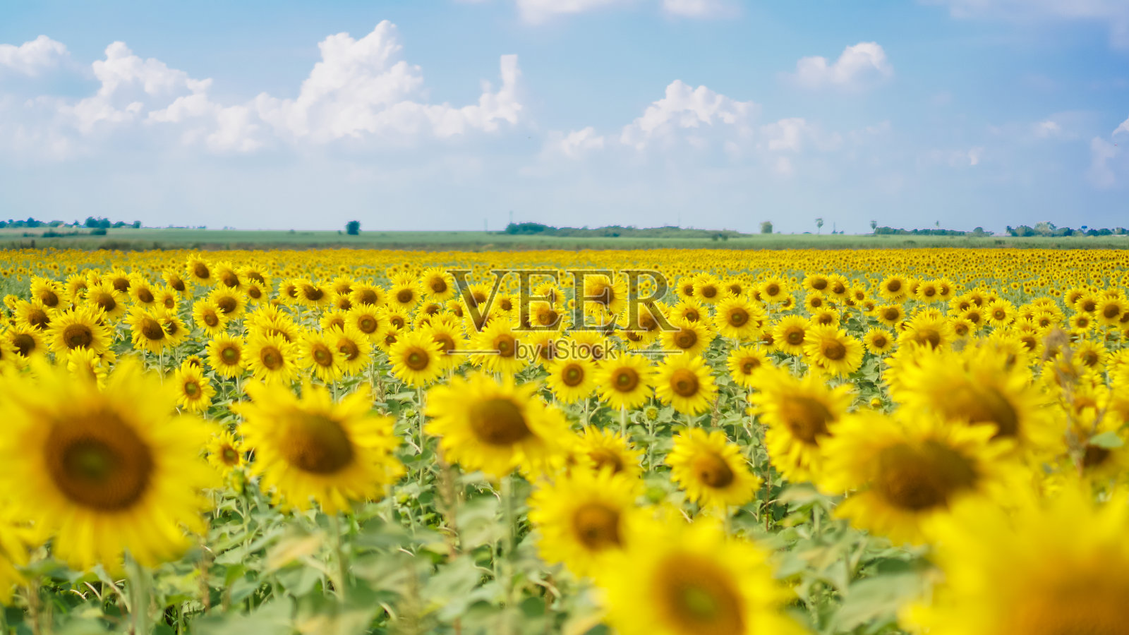 向日葵田和蓝天白云背景全景景观照片摄影图片