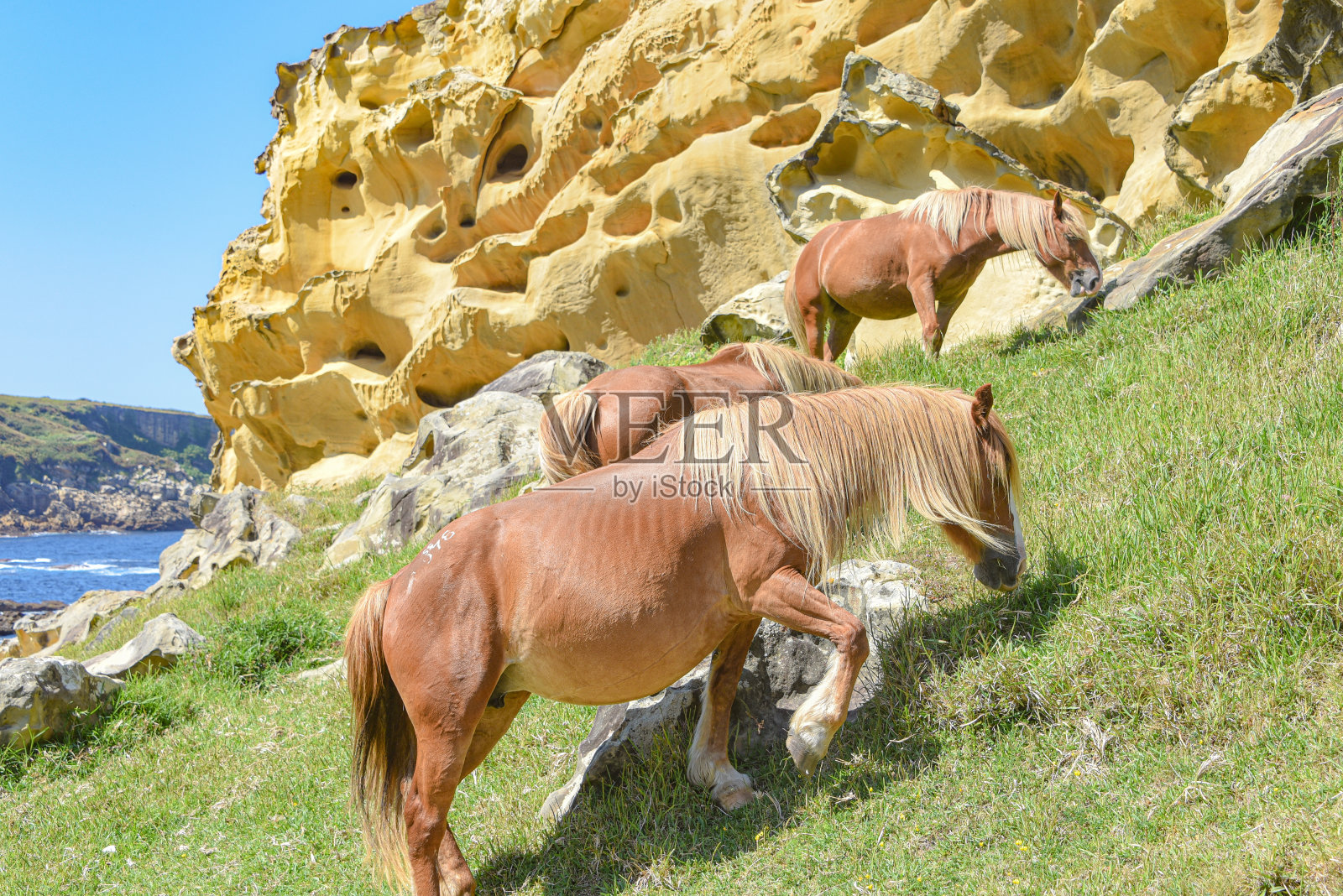 马在巴斯克海岸五颜六色的砂岩岩层下吃草照片摄影图片